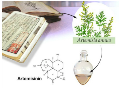 青蒿素诺贝尔奖
